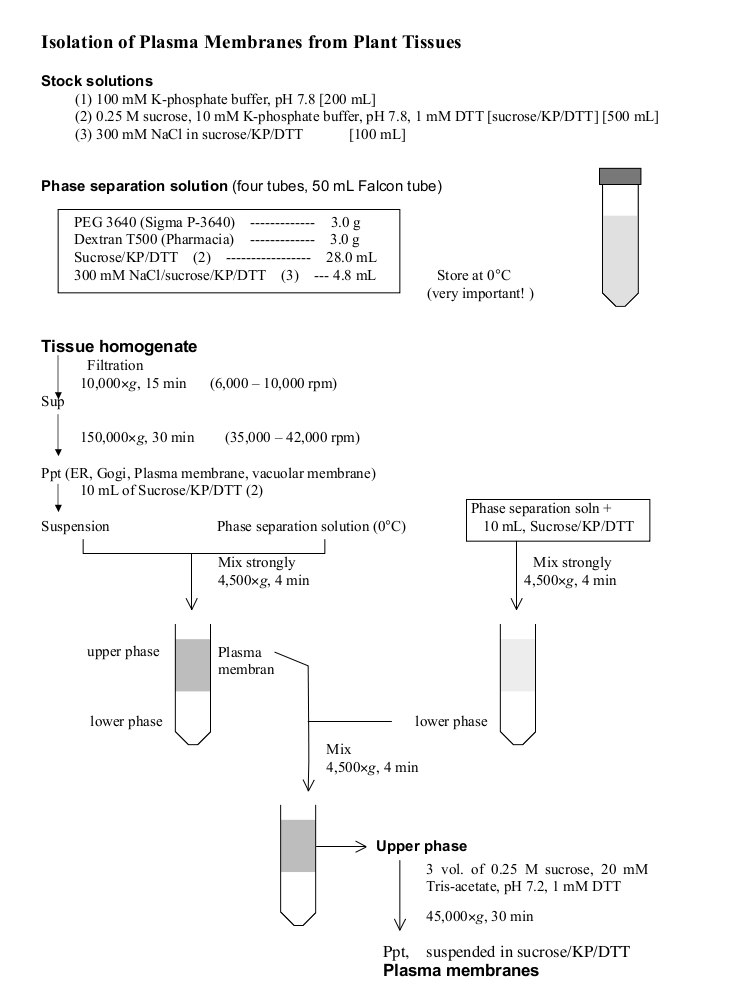 protocol for plant plasma membrane preparation